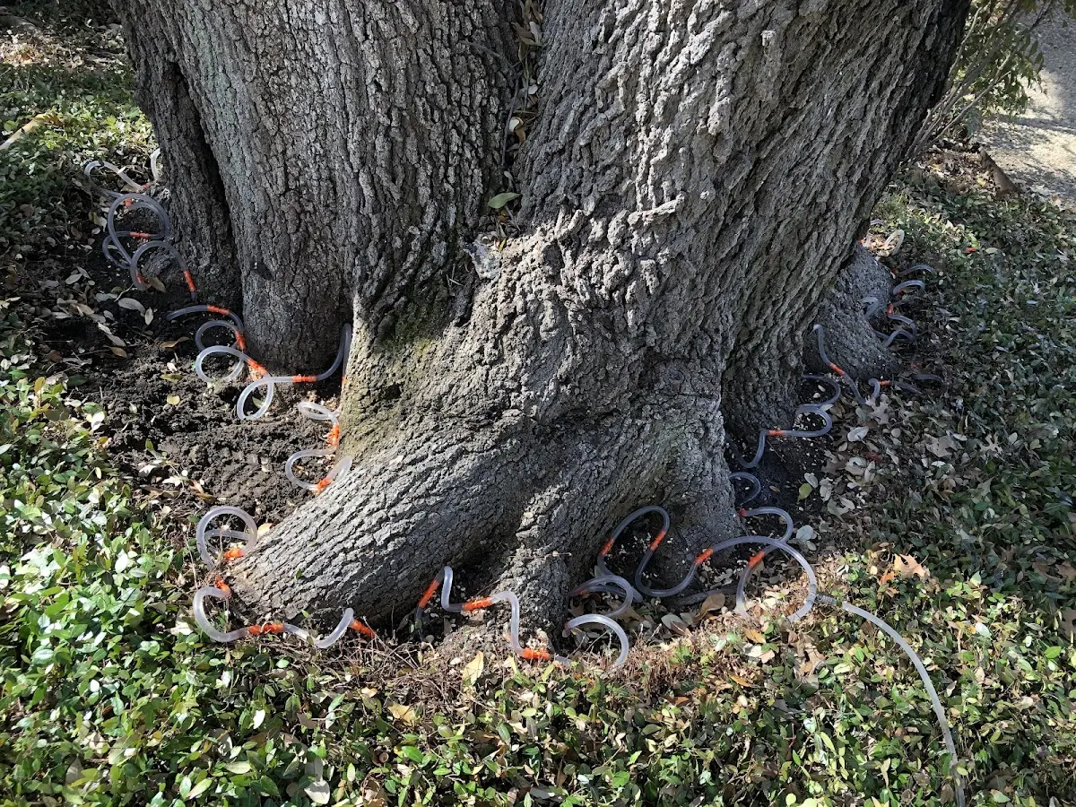 Detailed Tree Cabling and Bracing job site in Edon