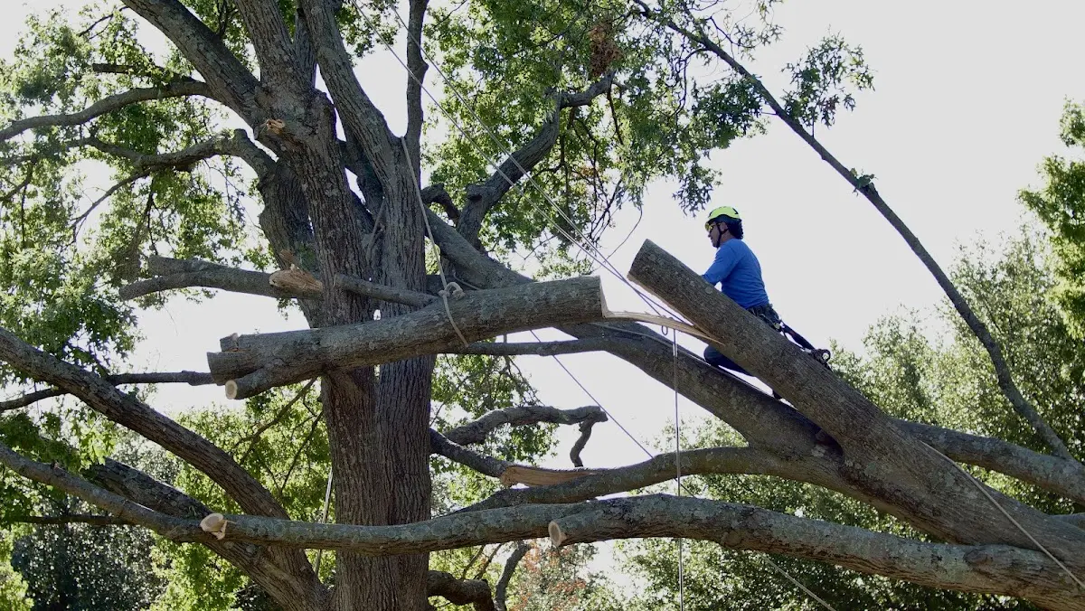 Professional Crown Thinning performed by certified arborists in Edon